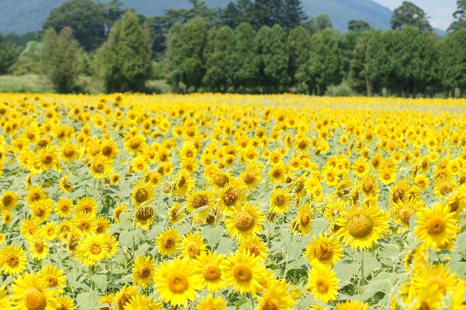 観光 イベント情報 矢巾町煙山森林公園隣のひまわり畑 Blog いわて花巻旅行社